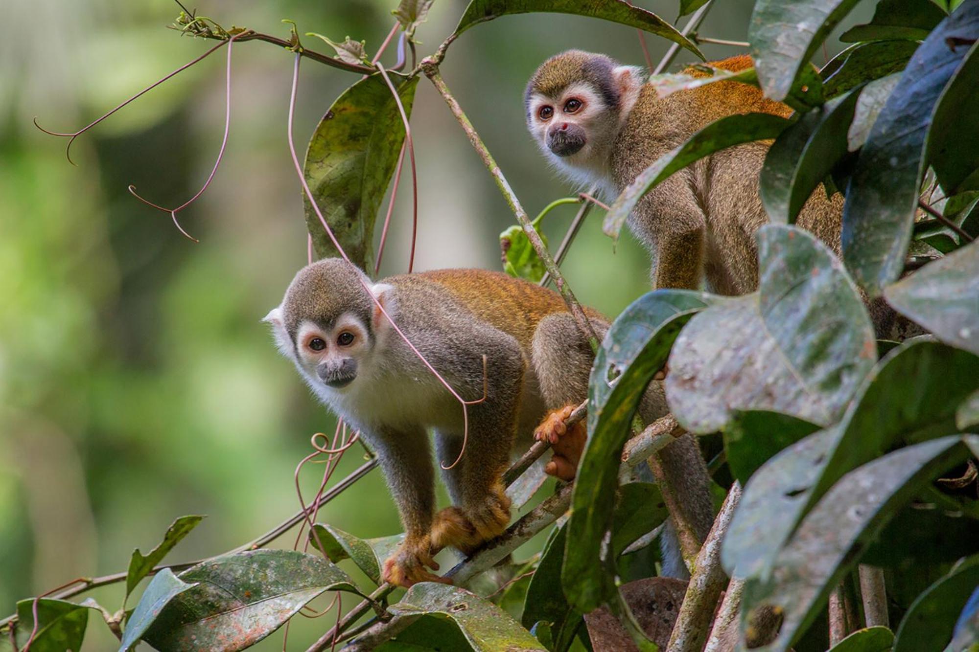 La Selva Eco-Lodge & Retreat Providencia Eksteriør billede
