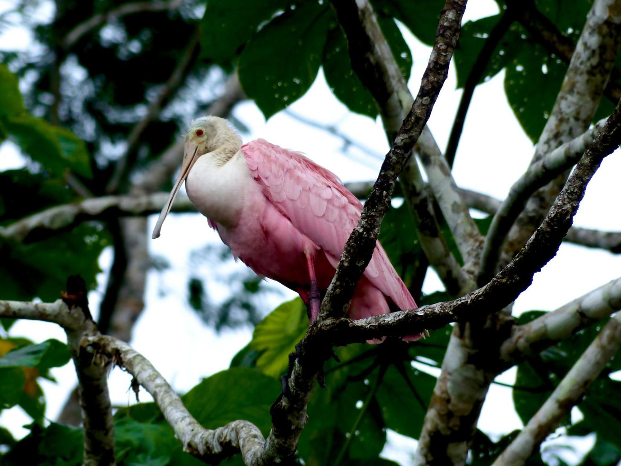 La Selva Eco-Lodge & Retreat Providencia Eksteriør billede